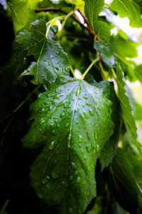 9b698193 935a 4fcb ac4d d68a9d0b207e